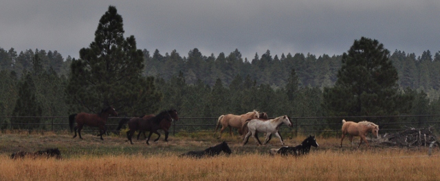 horses